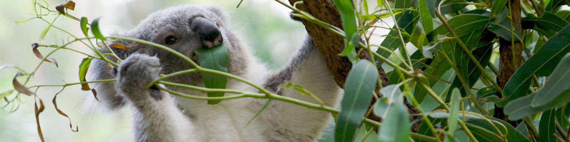 Preserve pristine wilderness areas