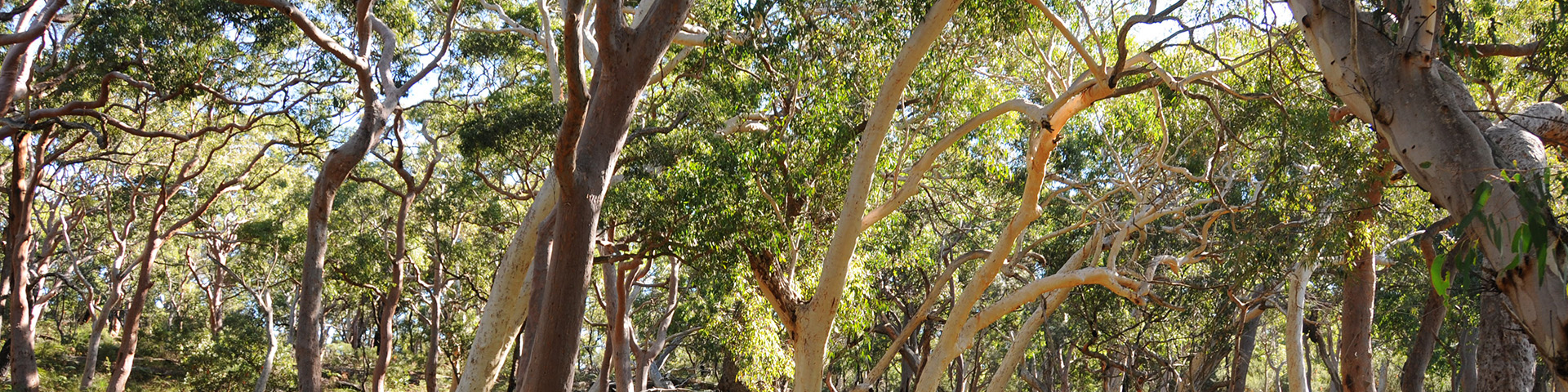 Protect native forests