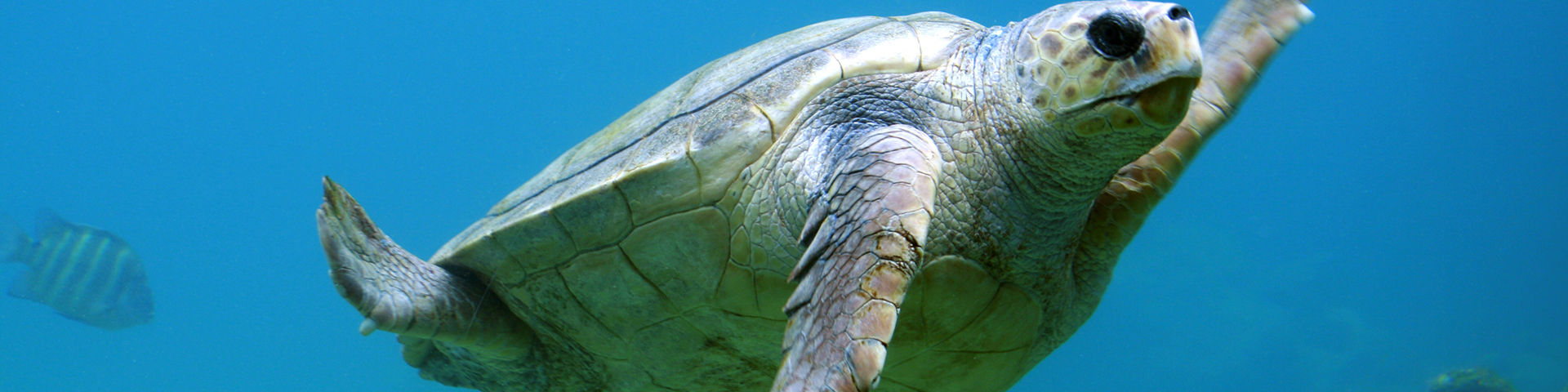 Protect marine environments